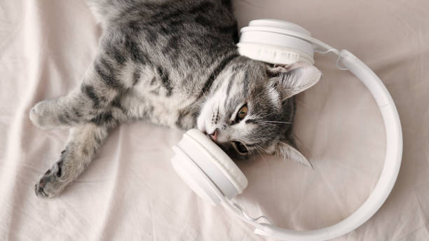 istock Tabby grey cat with blue eyes lying in comfortable bed on a blanket. Cozy home background with happy pet. Kitten relaxes 1350633724