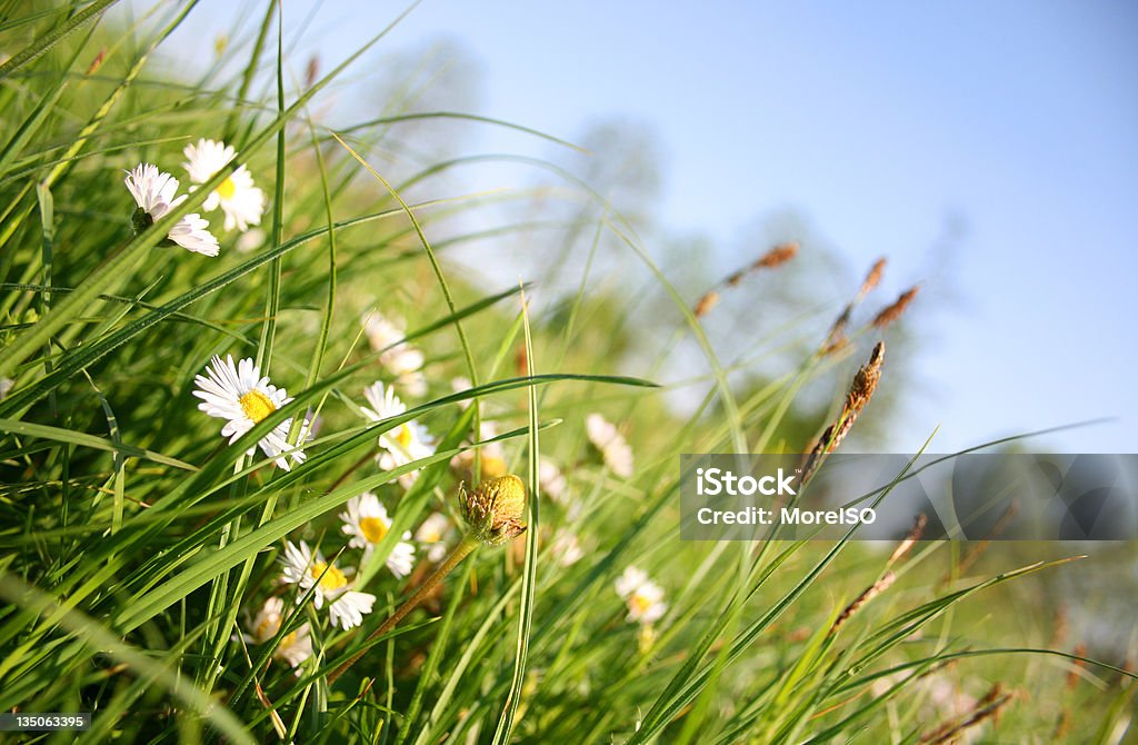 Grüne Gras Wild Gänseblümchen-Blumen und blauen Himmel, Sommer - Lizenzfrei Anfang Stock-Foto