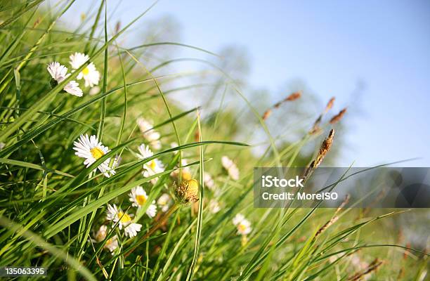 Green Grass Wild Daisy Flowers And Blue Sky Summer Season Stock Photo - Download Image Now