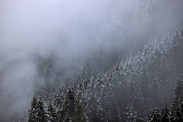 fog and mist in a large forest with pine trees