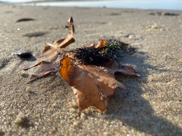istock Brown wet leave with sand. Sunny day, background 1350634344