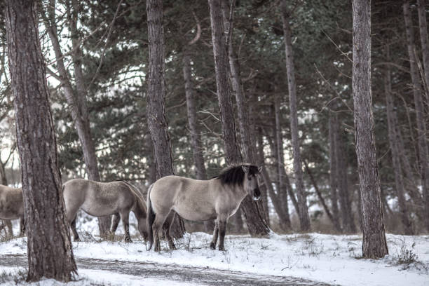 istock Wild horses in the snow 1350634763