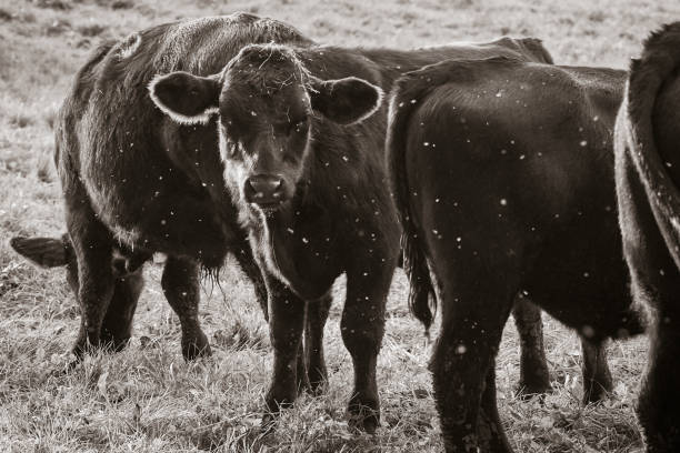 istock Close-up of black cow calves in cattle paddock 1350634863