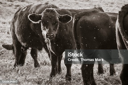 istock Close-up of black cow calves in cattle paddock 1350634863