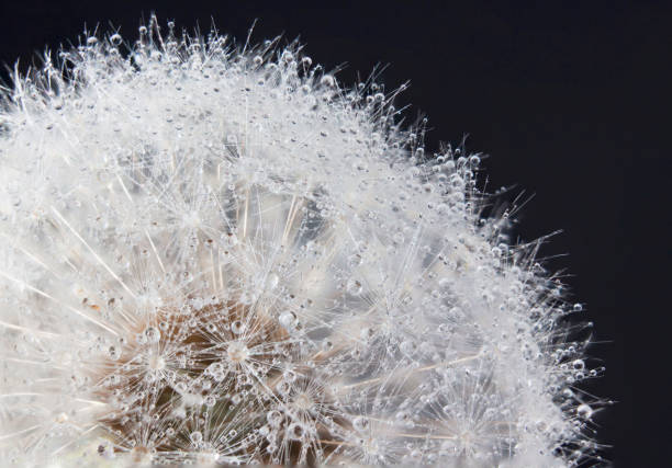istock Dandelion with water splashes on a summer day 1350636154