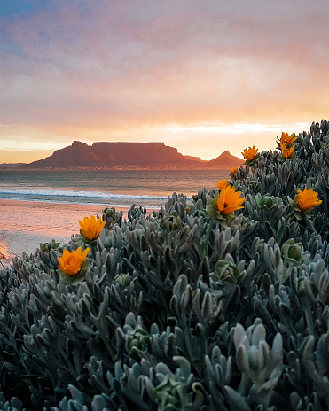 Puesta de sol de Table Mountain con flores amarillas photo