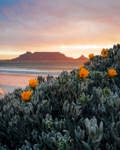 coucher de soleil sur la montagne de la table avec des fleurs jaunes - table mountain afrique du sud photos et images de collection