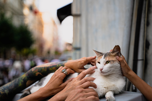 Istanbul, Turkey - July 18, 2021: Stray cat being caressed by hands of people passing by on the Taksim boulevard