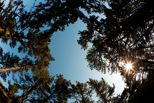 Treetop in the forest, fisheye lens. Sunlight at sunset.