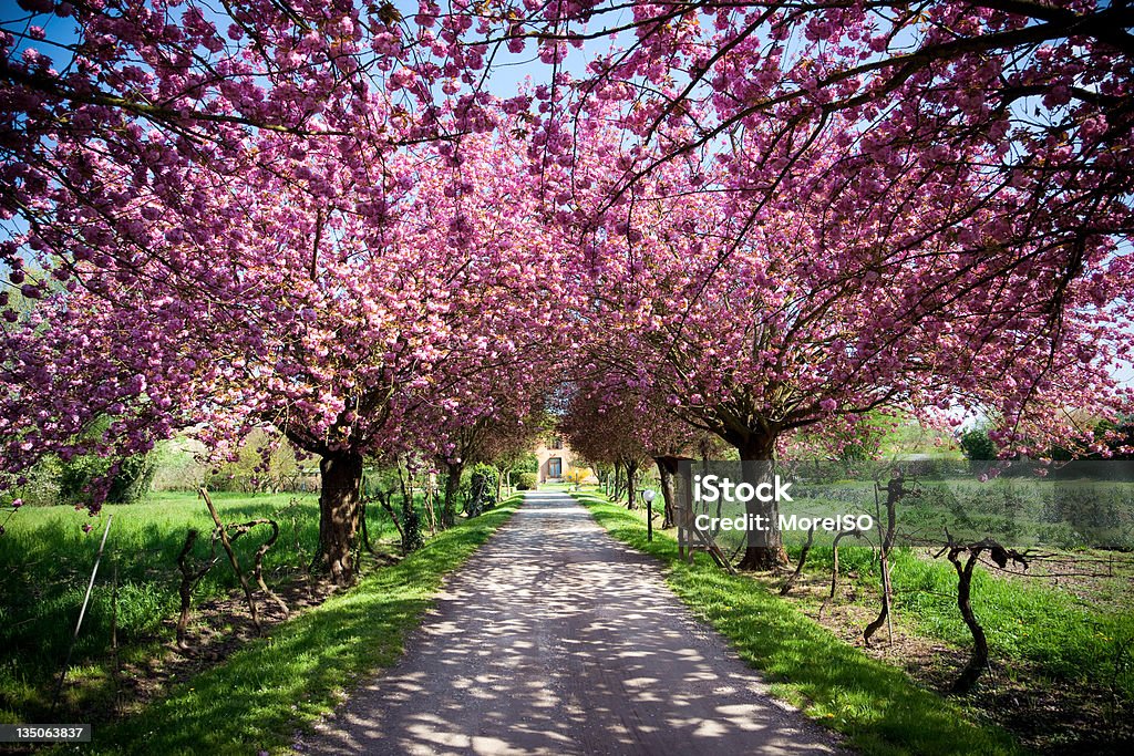 농가 동안 스프링 강렬함 핑크 꽃 나무 그늘 - 로열티 프리 민박 스톡 사진