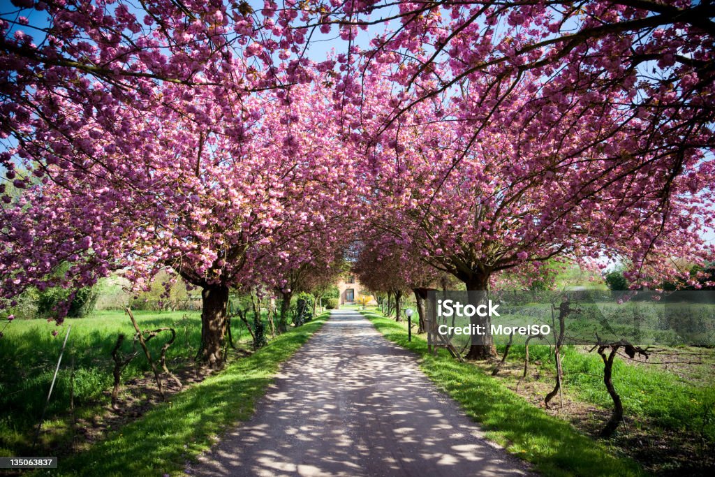 Fazenda durante a primavera com flores cor de rosa vívido de copa de árvores - Foto de stock de Casa de Veraneio royalty-free