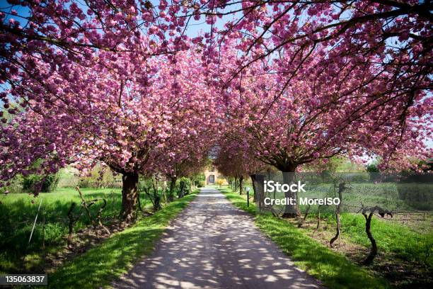 Foto de Fazenda Durante A Primavera Com Flores Cor De Rosa Vívido De Copa De Árvores e mais fotos de stock de Casa de Veraneio