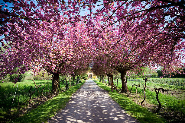 фермерский дом во время весны с яркими розовыми цветами крона дерева - house wood dirt road footpath стоковые фото и изображения