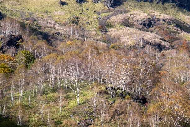 hojas rojas de otoño en tateshina, nagano, japón - birch tree tree downy birch white fotografías e imágenes de stock