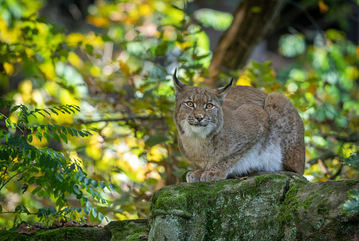 Eurasian lynx (Lynx lynx) resting on a rock.
