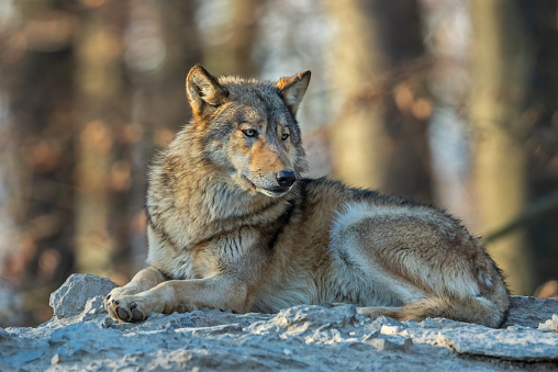Beautiful canadian timberwolf resting on a rock.