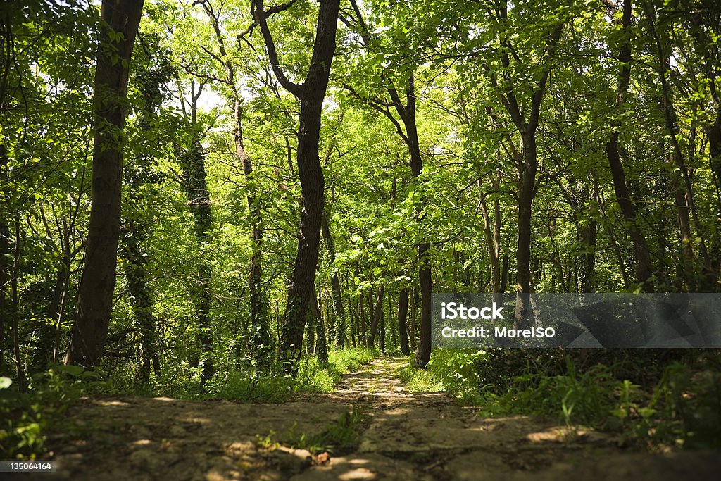 Путь в яркий зеленый лес - Стоковые фото Апеннины роялти-фри