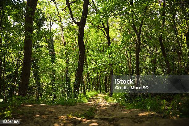 Путь В Яркий Зеленый Лес — стоковые фотографии и другие картинки Апеннины - Апеннины, Без людей, Большая группа объектов
