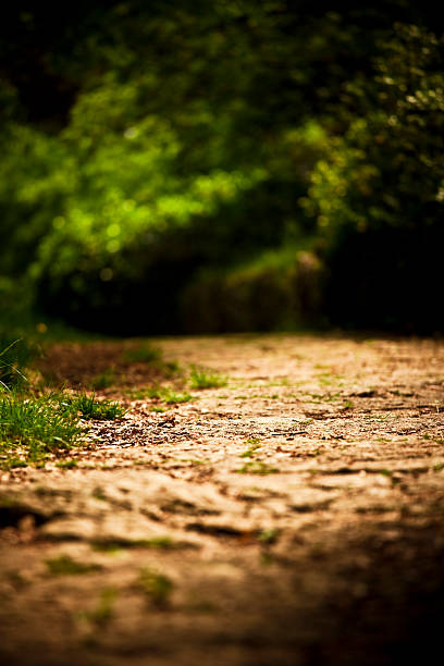 istock Road Into Vivid Green Forest 135064172