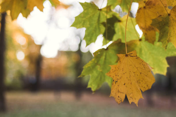 istock Fall vibes
Autumn leaves 1350642220