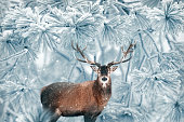 Red deer in a magical winter forest. Fabulous natural Christmas image.
