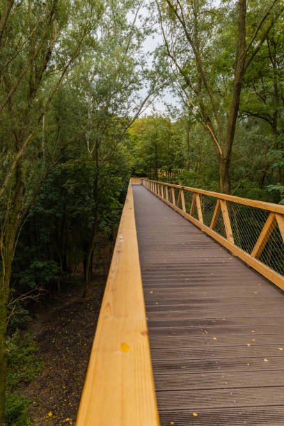 istock Footbridge among trees over small Szklarka river 1350642734