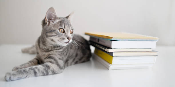 istock An adorable tabby kitten lies on a white table and rests. A stack of books on the table. Back to school and education concept. 1350644022