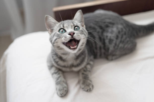 el gato se sienta en la cama. pequeño gato gris atigrado está descansando en la habitación. gatito esponjoso relájese en una manta blanca en un día soleado en casa. mira hacia arriba con expresivos ojos lindos. - miaowing fotografías e imágenes de stock