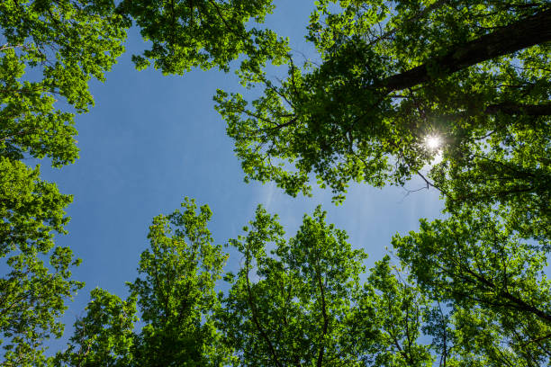 istock View from below into the treetops of old oak trees 1350645181