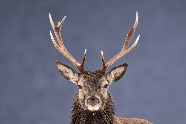 Red Deer Stag stock photo