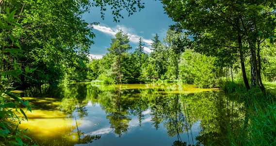 Spiegelnder Waldsee in the Steigerwald in Franconia