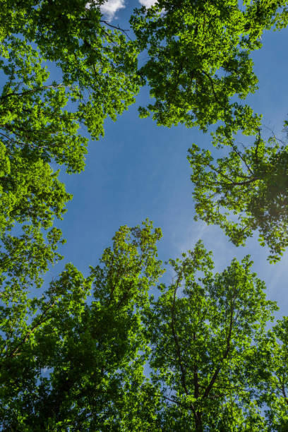 View from below into the treetops of old oak trees
