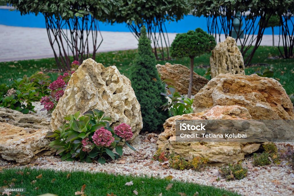 Beautiful plants in a decorated flower bed near the house. Landscaping in the city park. Shell stones, conifers and hydrangea bushes. Beautiful plants in a decorated flower bed near the house. Large stones and small stones in landscaping. Landscaped Stock Photo