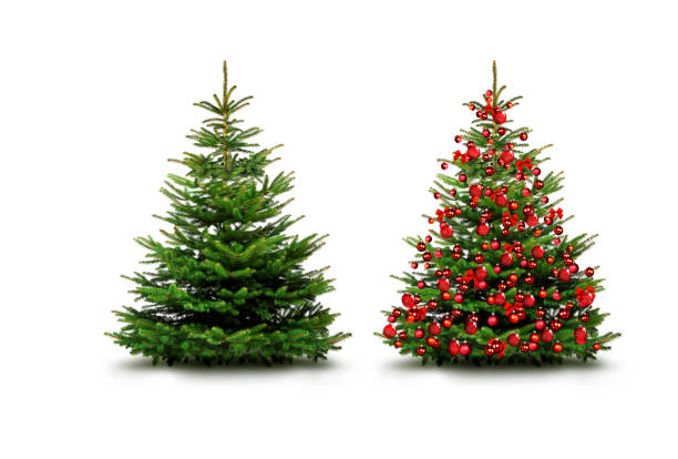 istock Christmas trees with red balls insulated on a white background 1350645241