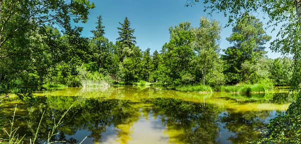 Spiegelnder Waldsee in the Steigerwald in Franconia