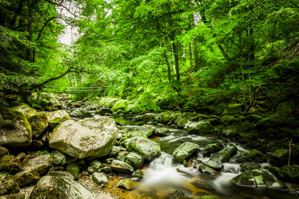 Suspension bridge at de Buchberger Leite in the Bavarian Forest