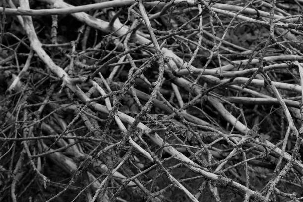 istock Dry, intricate tree branches, high contrast black and white background 1350645597
