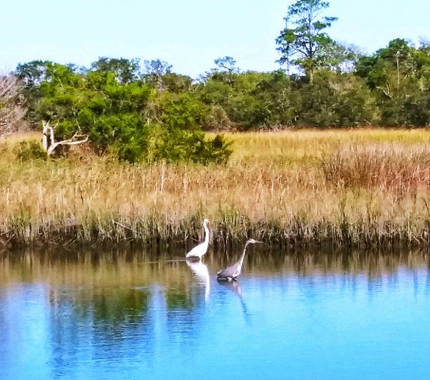istock Georgia Tybee island herons 1350646576