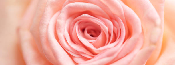 Close up of tender rose.