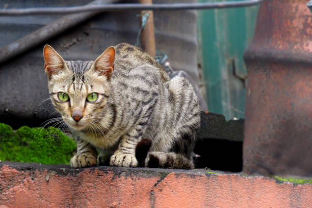 istock cat on the wall,cat looking at the camera. 1350647984
