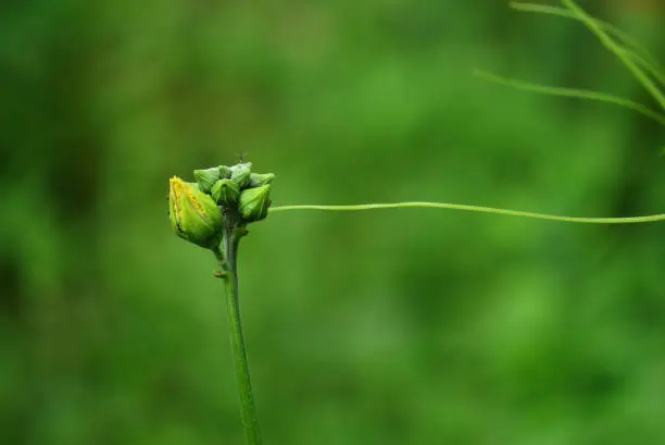 pumpkin buds and flowers.pumpkin vegetable flower.