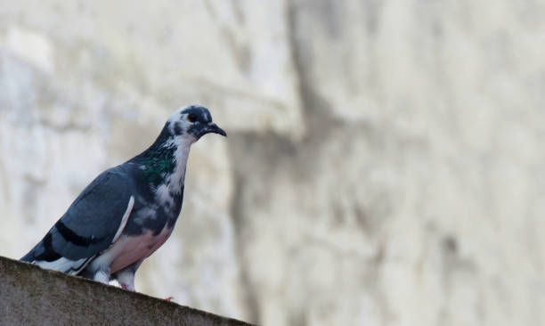 istock White and Gray color Pigeon on the wall. 1350648245
