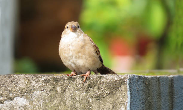 istock Sparrow on the wall,Sparrow looking straight. 1350648261
