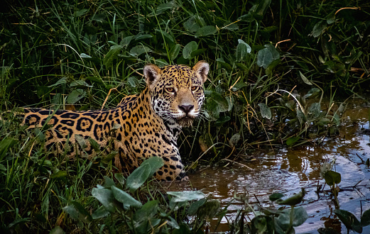 wild jaguar enters the water to hunt an alligator in the Pantanal wetlands