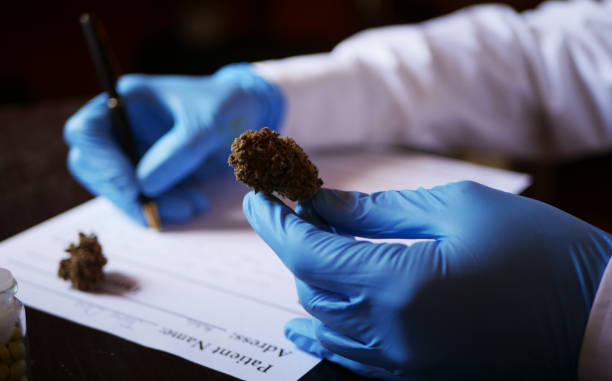 Medical cannabis prescription Close up doctor holding marijuana bud medical cannabis stock pictures, royalty-free photos & images