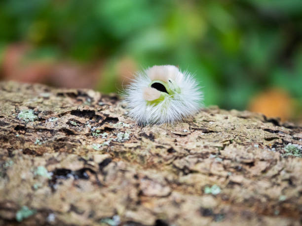 istock Calliteara pudibunda caterpillar 1350649822