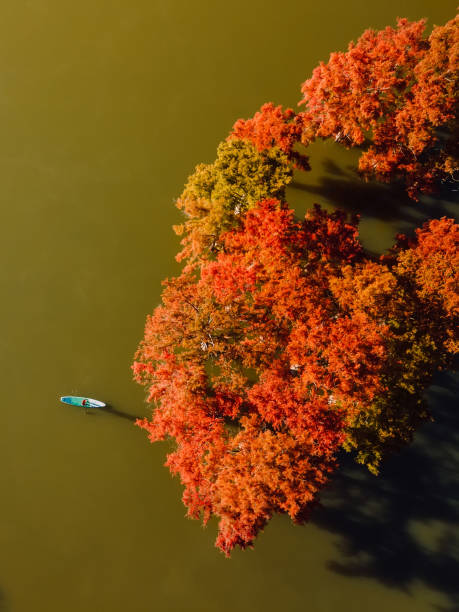 aerial view with woman on stand up paddle board with autumnal taxodium trees in water. top view. - lone cypress tree imagens e fotografias de stock