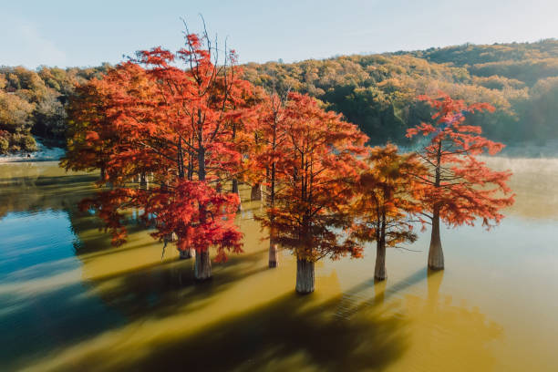 Aerial view of Autumnal tree with red needles in water. Autumnal swamp cypresses and lake with reflection. Aerial view of Autumnal tree with red needles in water. Autumnal swamp cypresses and lake with reflection. krasnodar stock pictures, royalty-free photos & images