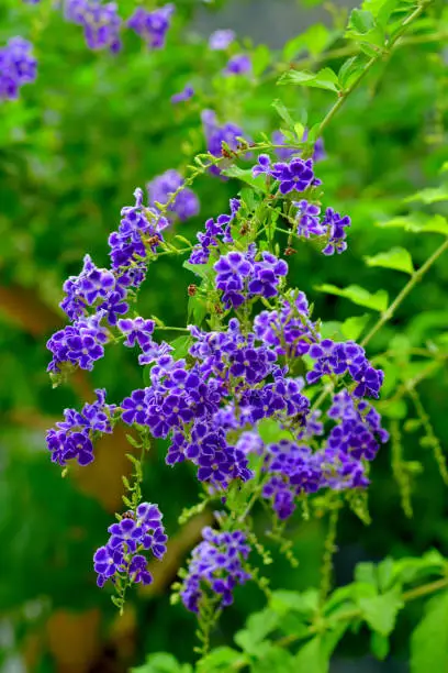 Duranta repens is a fast-growing, evergreen, multi-stemmed shrub with pendulous branches and deep blue flowers that are held at the ends of weeping branches. It is popular as screen or background planting. The full clusters of flagrant, blue flowers attract butterflies in summer and are followed by bunches of golden-orange berries. It is commonly called Golden dewdrops, Pigeon berry or Sky flower.