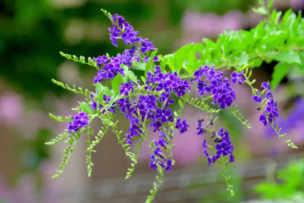 Duranta repens is a fast-growing, evergreen, multi-stemmed shrub with pendulous branches and deep blue flowers that are held at the ends of weeping branches. It is popular as screen or background planting. The full clusters of flagrant, blue flowers attract butterflies in summer and are followed by bunches of golden-orange berries. It is commonly called Golden dewdrops, Pigeon berry or Sky flower.